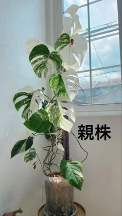 モンステラ ボルシギアナ ホワイトタイガー 希少最上級斑入り　 茎伏せのサムネイル