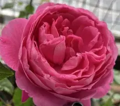 バラ大株 B 野薔薇 ノイバラ ピンク × 白グラデーション小花 抜き苗