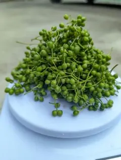 フレッシュコブミカンの葉 こぶみかん バイマクックルーใบมะกรูด165枚