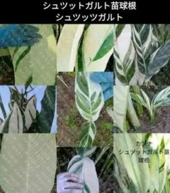 2026年最新】カンナ シュトゥットガルトの人気アイテム - メルカリ