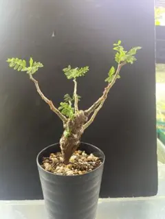 センナメリディオナリスのサムネイル