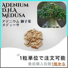 【種子】アデニウム 獅子葉 Medusa /セット割あり 数量1粒から購入OKのサムネイル
