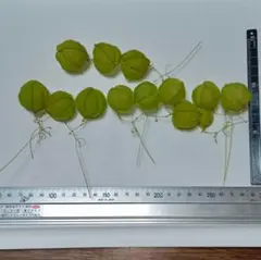 Item thumbnail for item 1ee5e630-8fcf-44c7-b000-97f4e814d2e2