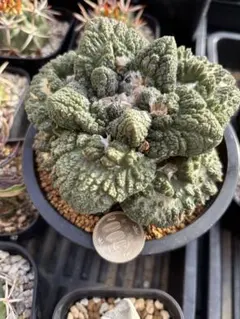 アリオカルプス　亀甲ヒントニー　成田氏　実生　抜き苗　検）ゴジラ　コピアポア アリオカルプス 亀甲ヒントニー 成田氏 実生 抜き苗 検）ゴジラ