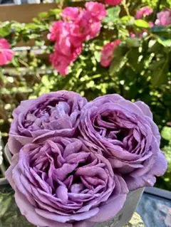 2026年最新】薔薇挿し木苗の人気アイテム - メルカリ