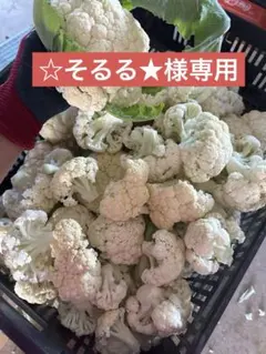 ☆そるる★様専用