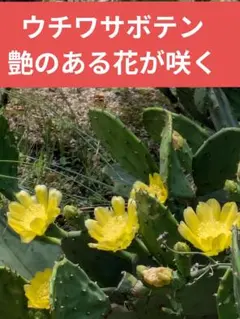 2026年最新】ウチワサボテンの人気アイテム - メルカリ
