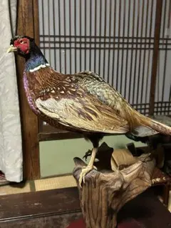キジ　剥製 キジ | 大型 | 鳥類 | 剥製の製作・直売・レンタル・修理なら剥製専門