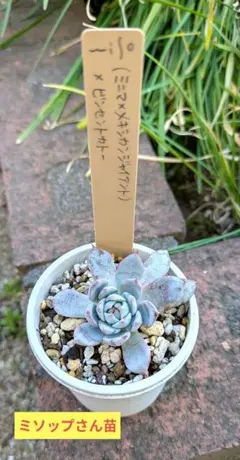 2025年最新】クワトロさん苗の人気アイテム - メルカリ