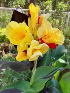 ri ri様 リクエスト 2点 まとめ商品