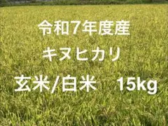 令和7年度産 キヌヒカリ ( 玄米 / 白米 ) 15kgのサムネイル