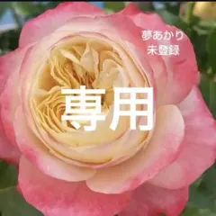 専用　バラ苗 13品種セット 接木新苗 4号ポット 薔薇 苗のサムネイル