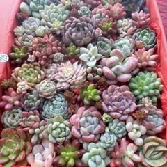 【229】多肉植物 カット苗 詰め合わせ 寄せ植えセット