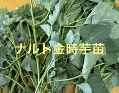 ナルト金時芋苗200本送料込み - メルカリ
