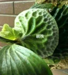 2026年最新】マダガスカリエンセの人気アイテム - メルカリ