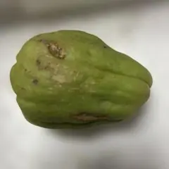 2025年最新】ハヤトウリの人気アイテム - メルカリ