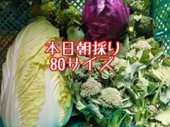 アウトレット値下げ！朝採り野菜詰め合わせ☆野菜セット80サイズ直送2