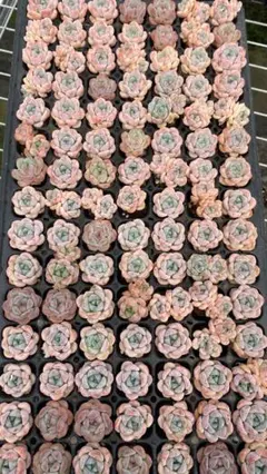 CN1029 ホワイトクィーン 105苗 多肉植物 土根付き エケベリア 韓国苗