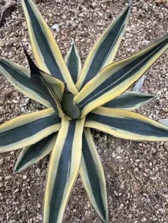 コ*オ様 発根済み❗️ 018 アガベ　グレート　ホワイトシャークスキン　子株 2025年最新】グレートホワイトシャーク アガベの人気アイテム