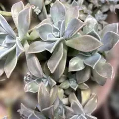 多肉⭐︎朧月カット苗⭐︎沢山 多肉寄せ植え - メルカリ
