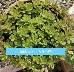 はるふう様 リクエスト 2点 まとめ商品