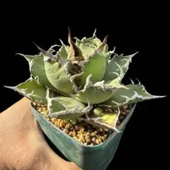 速達　L003様 リクエスト 3点 まとめ商品