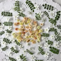 No.173 ミニミニドライフラワー花材セット