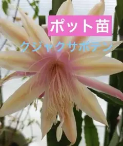 2026年最新】孔雀サボテンの人気アイテム - メルカリ