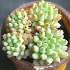 2025年最新】花火 多肉の人気アイテム - メルカリ