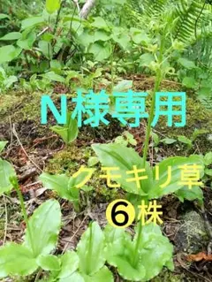 N様専用　クモキリ草６株　原種　野生蘭　野生ラン　山野草　希少植物　盆栽　苔玉
