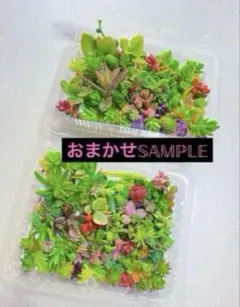 多肉植物 セダム おまかせカット苗15種類