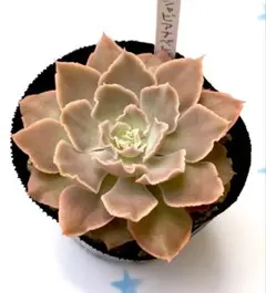 多肉植物 シャビアナペレグリナ 抜き苗 - メルカリ