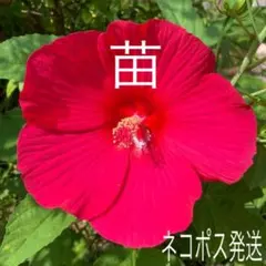 いっちゃん様 リクエスト 2点 まとめ商品