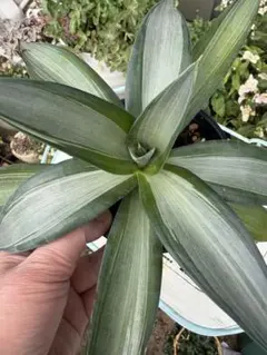 2026年最新】デスメティアーナの人気アイテム - メルカリ