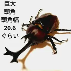 美超特大巨大野生カブトムシ標本全長86mm頭角幅19.4mm胸角幅5.7mm程度