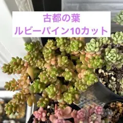 2026年最新】古都葉苗の人気アイテム - メルカリ