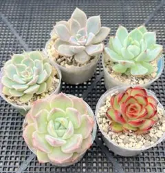 あやか様 リクエスト 2点 まとめ商品