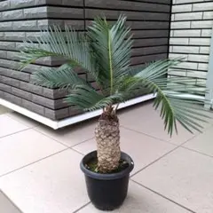 2025年最新】ソテツの葉の人気アイテム - メルカリ