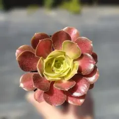 白鳳錦♡ 抜き苗 アエオニウム 多肉植物 - メルカリ