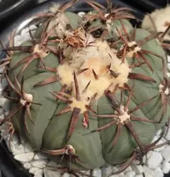 H*u様 太平丸 実生 大株 鉢植え メルカリ便送料込み H*u様 太平丸 実生 大株 鉢植え メルカリ便送料込み - メルカリ