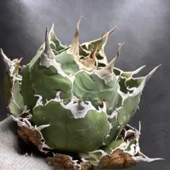 アガベ ホリダ 極上株 極上強刺 Agave horrida 球状株 - メルカリ