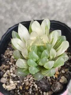 多肉植物 ハオルチア 裏般若錦 糊斑 超美品 透明窓 - メルカリ