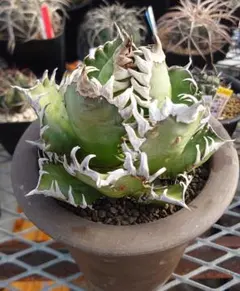 2026年最新】ゴリ猫の人気アイテム - メルカリ