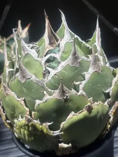 2025年最新】アガベ シーザー 大株の人気アイテム - メルカリ