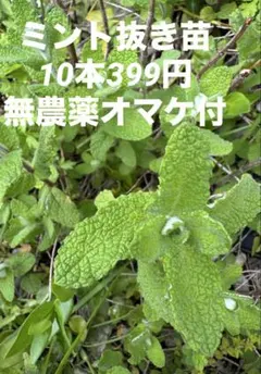 Darkrai様 リクエスト 2点 まとめ商品