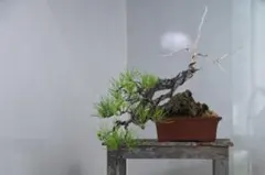 【盆栽】 【観葉植物】　赤松　躍動感ある曲がりの変わり樹　(no.2)のサムネイル