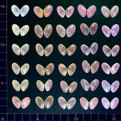 桜貝【合貝】30組(穴無し)④
