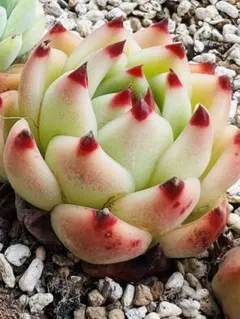 ゆみこふ様 ご専用　速達　リクエスト 6点 まとめ商品