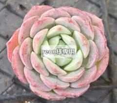 reon様 リクエスト 4点 まとめ商品