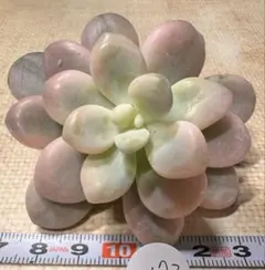 み*ー様 3572新入荷　絡神錦　エケベリア　多肉植物　撮影2月18日